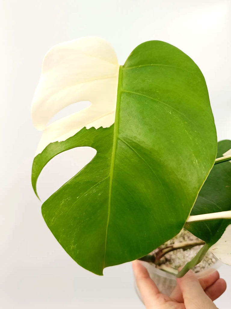 Monstera albo variegata SOLID WHITE