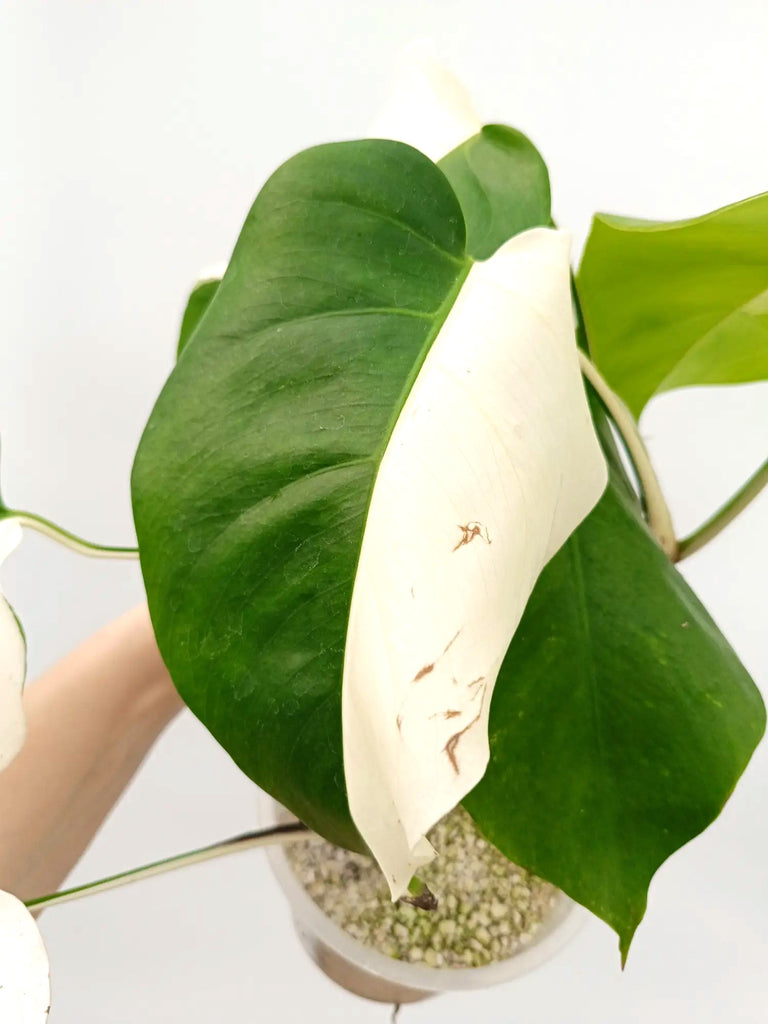 Monstera albo variegata SOLID WHITE