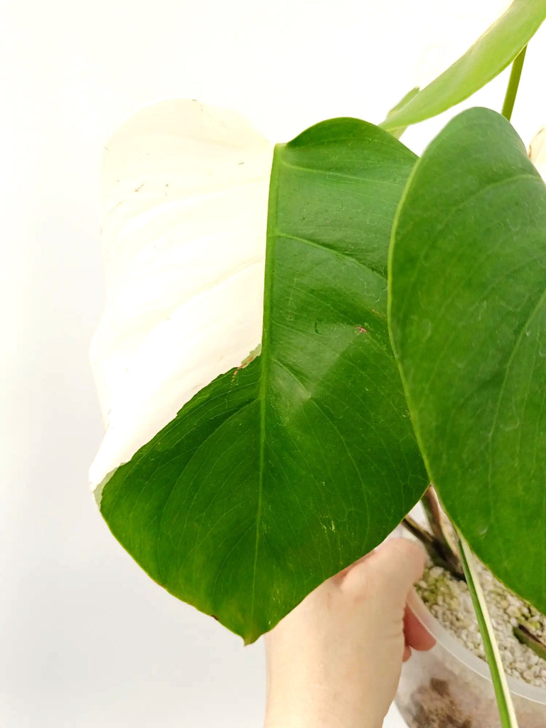 Monstera albo variegata SOLID WHITE