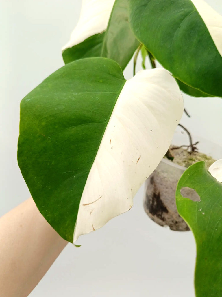 Monstera albo variegata SOLID WHITE