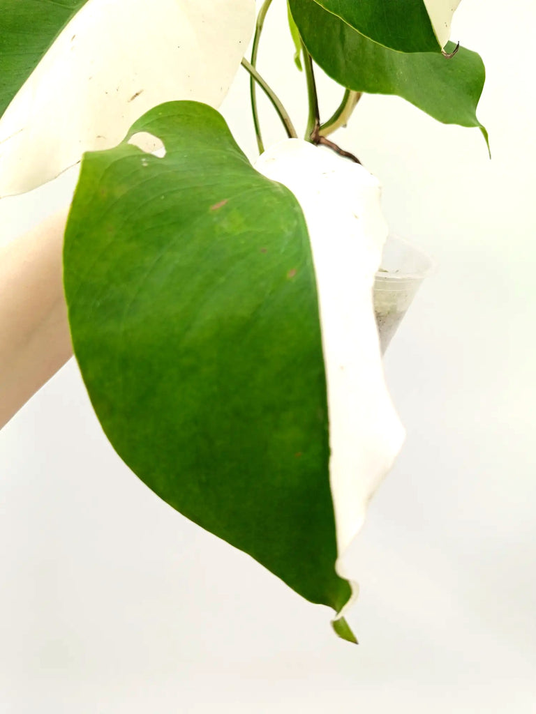 Monstera albo variegata SOLID WHITE