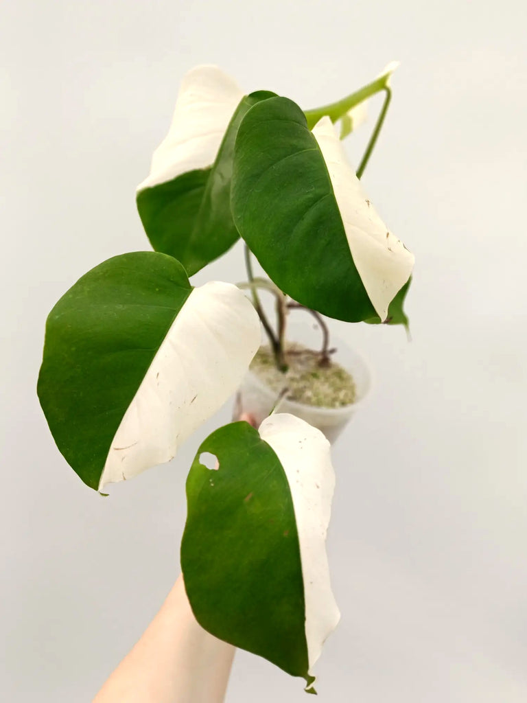 Monstera albo variegata SOLID WHITE