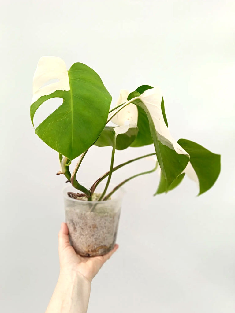 Monstera albo variegata SOLID WHITE