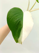 Monstera albo variegata HALFMOON