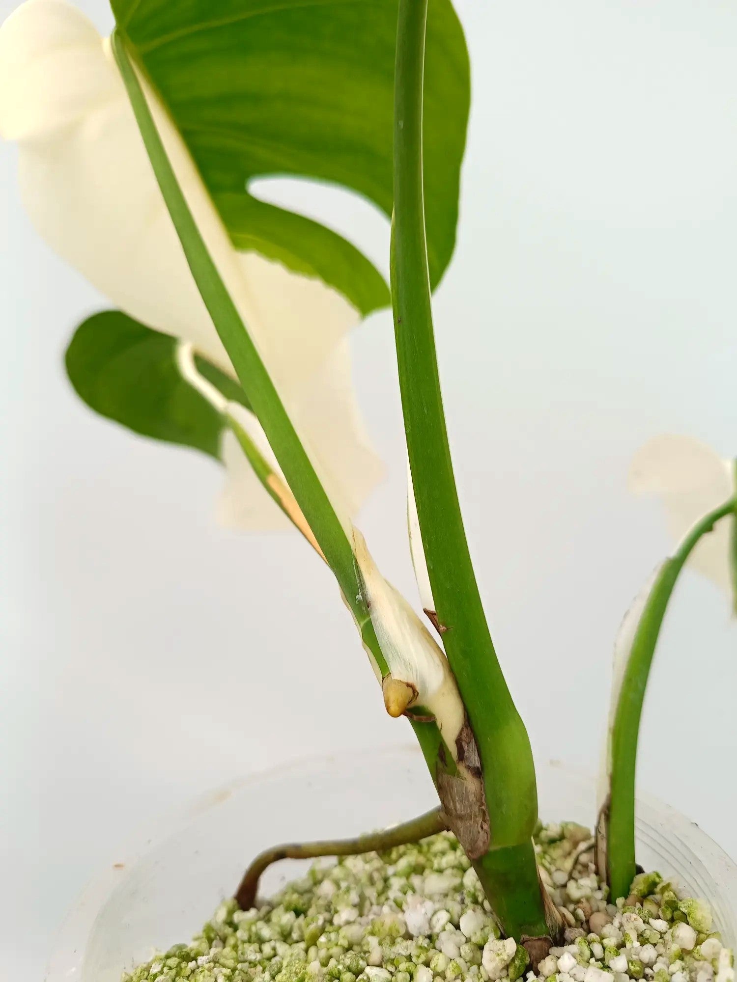 Monstera albo variegata HALFMOON