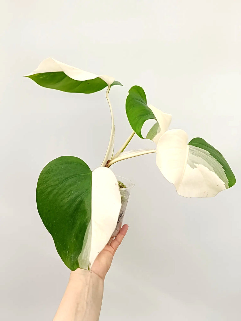 Monstera albo variegata HALFMOON