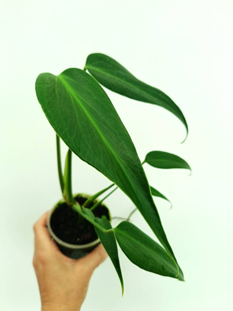 Monstera burle marx flame