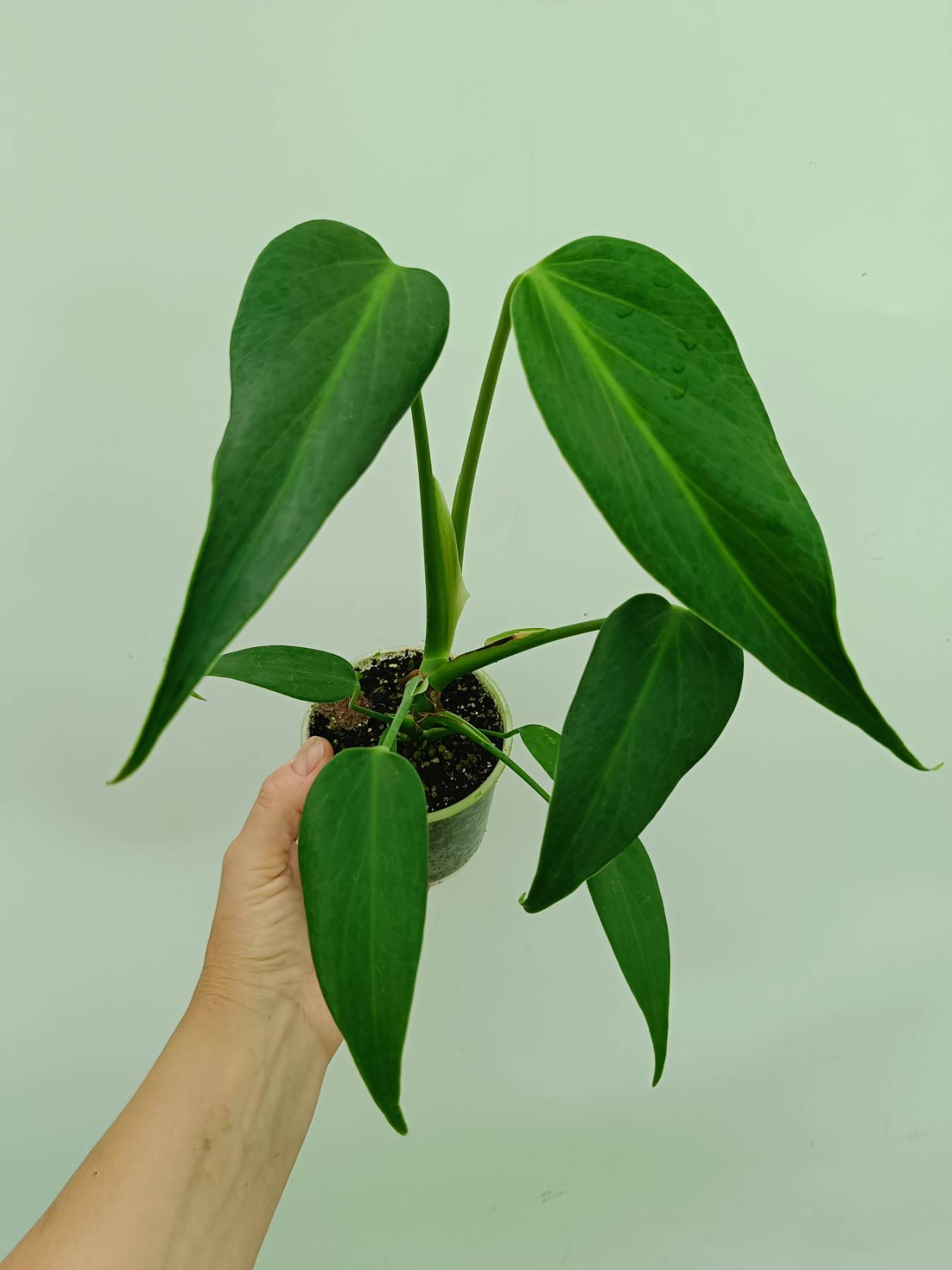 その他観葉植物 Monstera burle marx's flame Monstera Burle Marx flame Starter Plant (ALL STARTER PLANTS