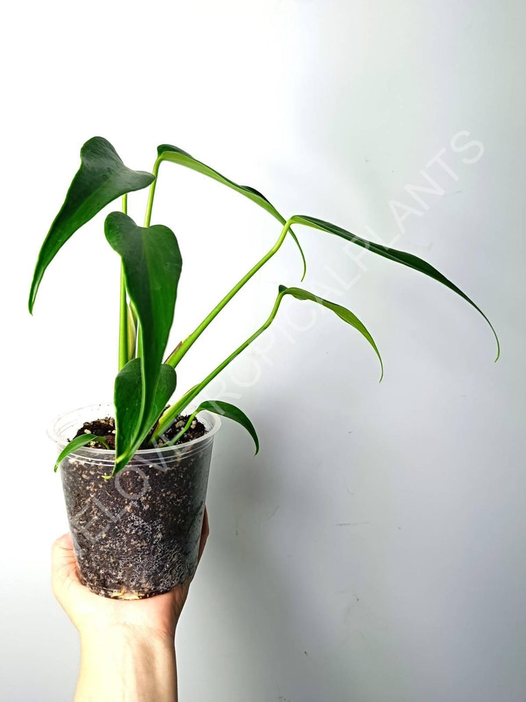 Monstera burle marx flame large