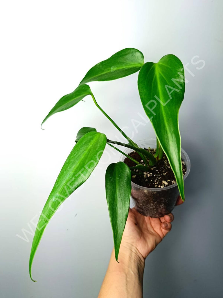 Monstera burle marx flame large