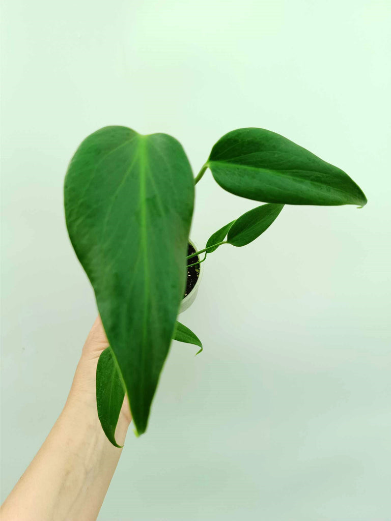 Monstera burle marx flame