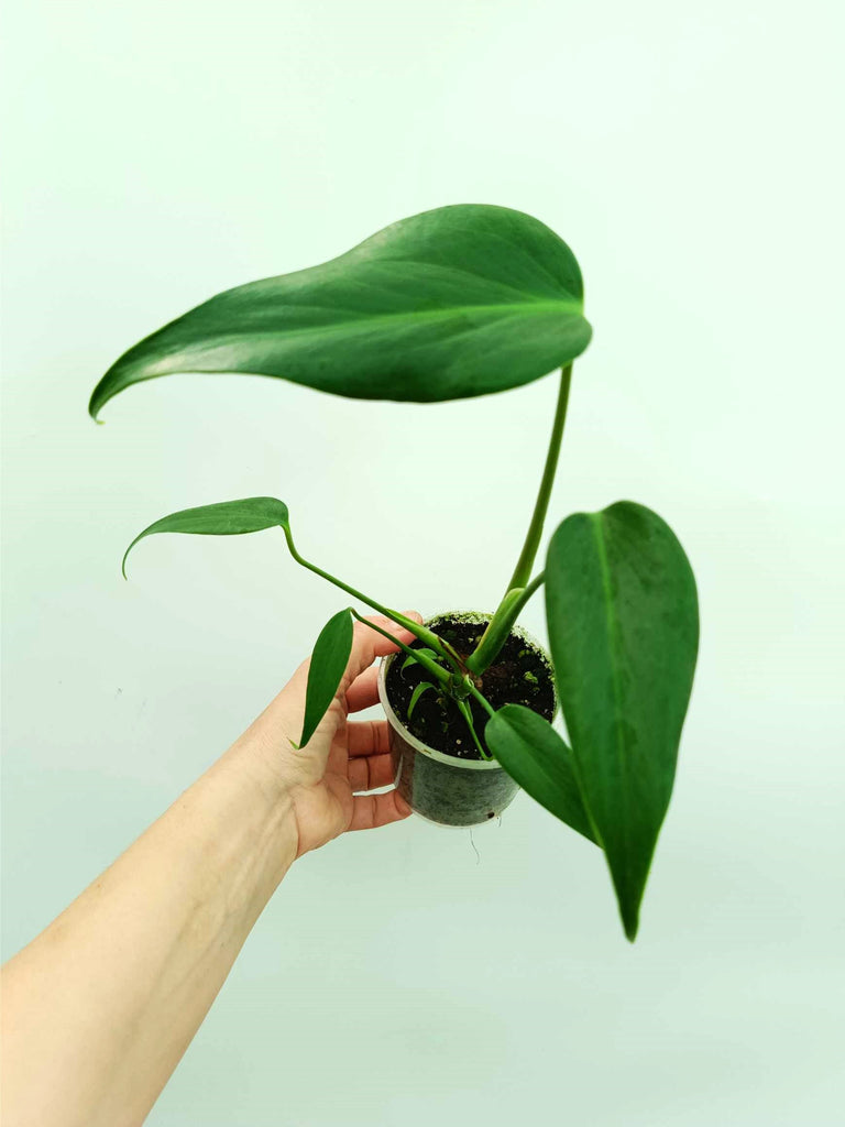 Monstera burle marx flame
