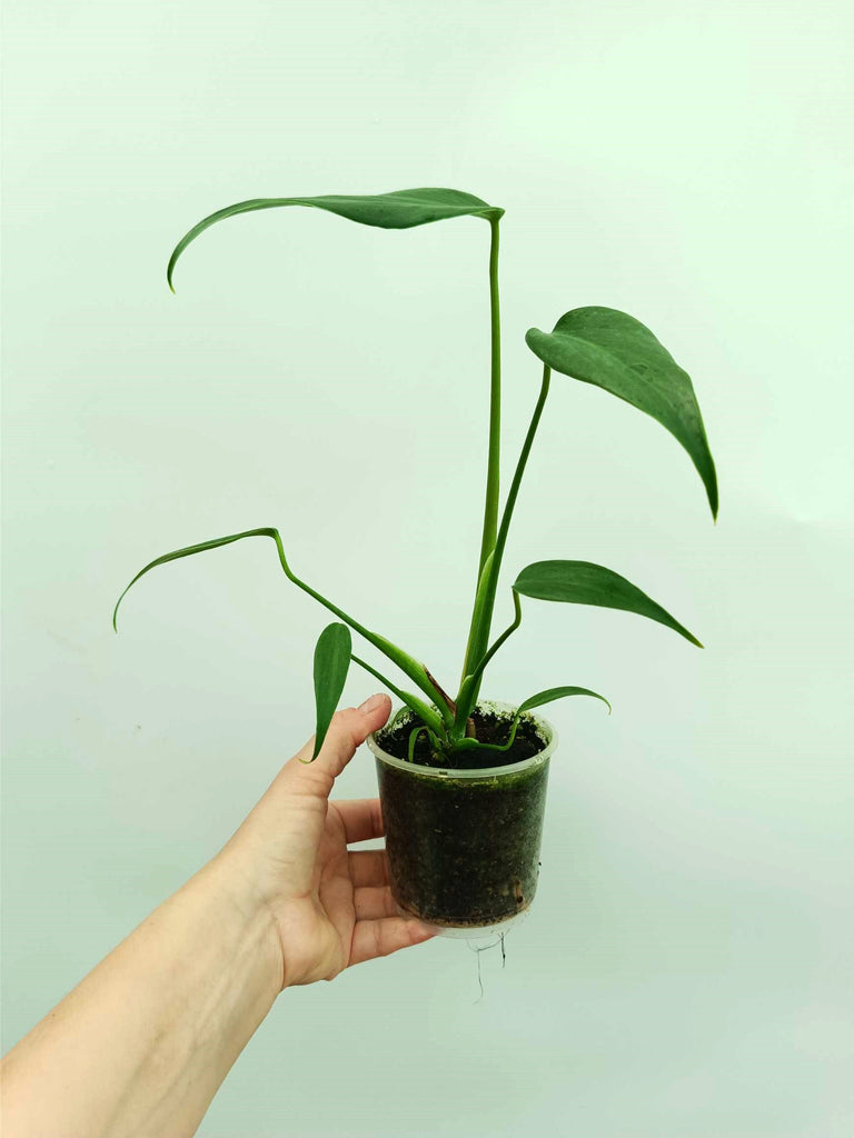 Monstera burle marx flame