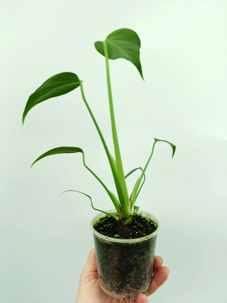 Monstera burle marx flame