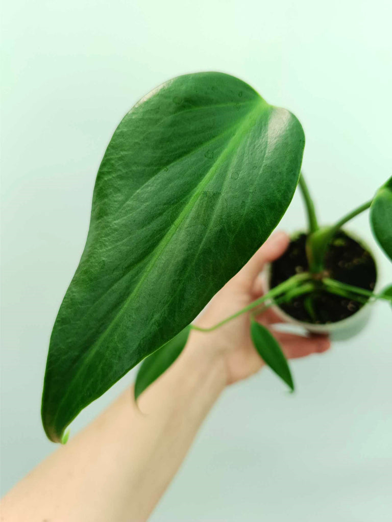 Monstera burle marx flame