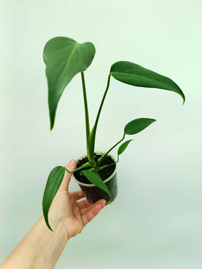 Monstera burle marx flame