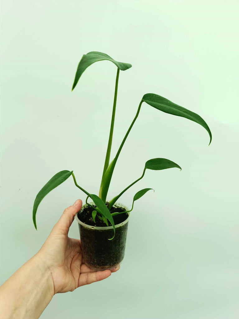 Monstera burle marx flame