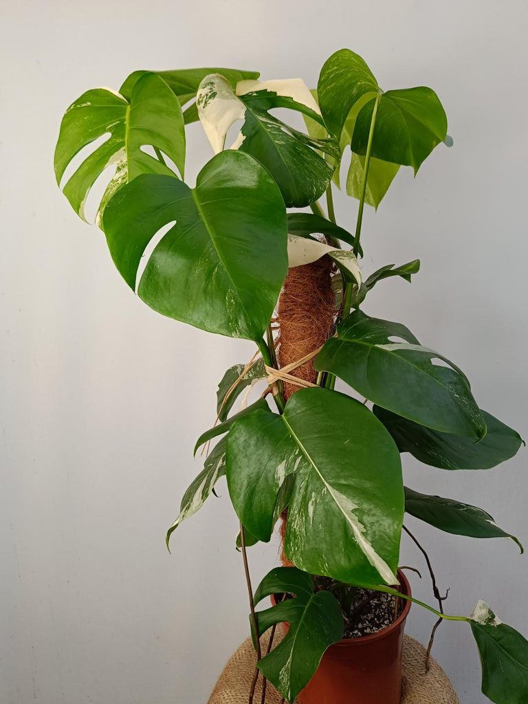 Monstera deliciosa variergated albo