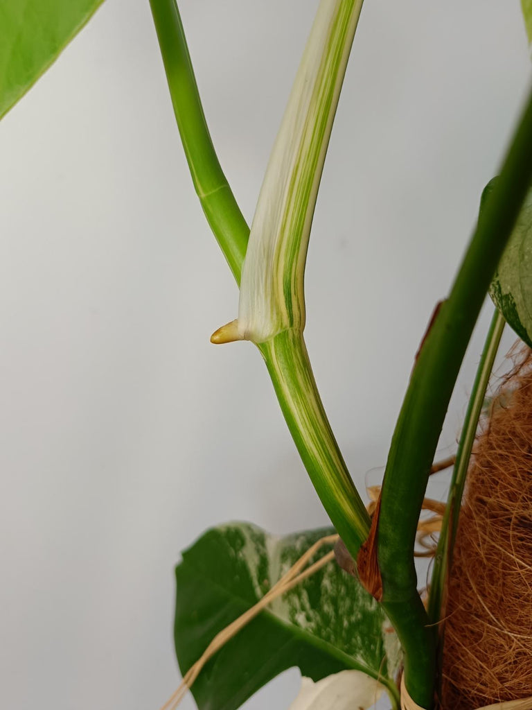 Monstera deliciosa variergated albo