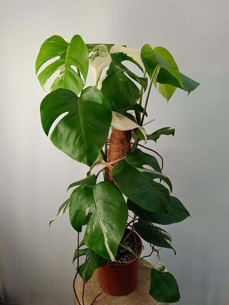 Monstera deliciosa variergated albo