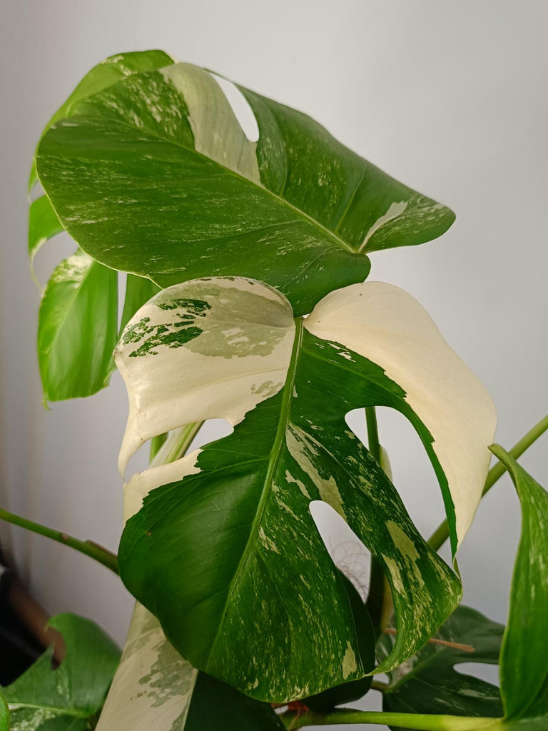 Monstera deliciosa variergated albo