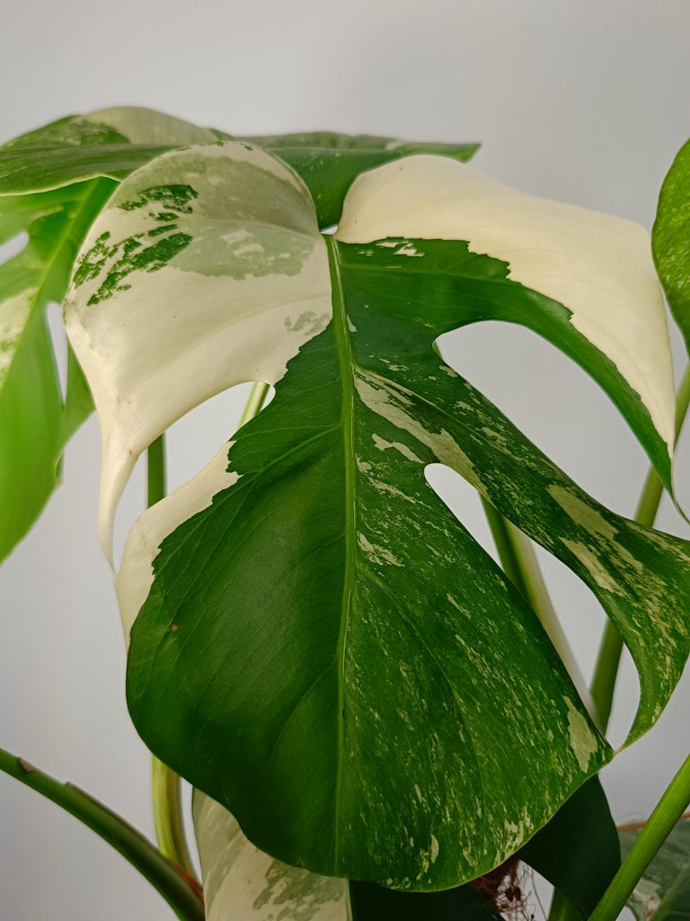 Monstera deliciosa variergated albo