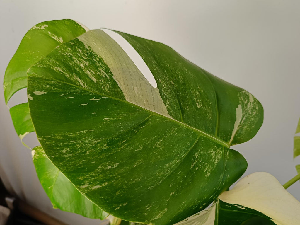 Monstera deliciosa variergated albo