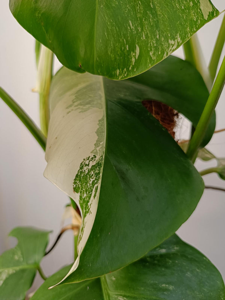 Monstera deliciosa variergated albo