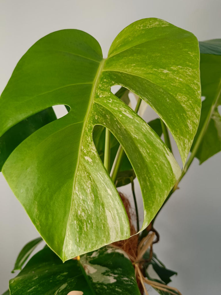 Monstera deliciosa variergated albo