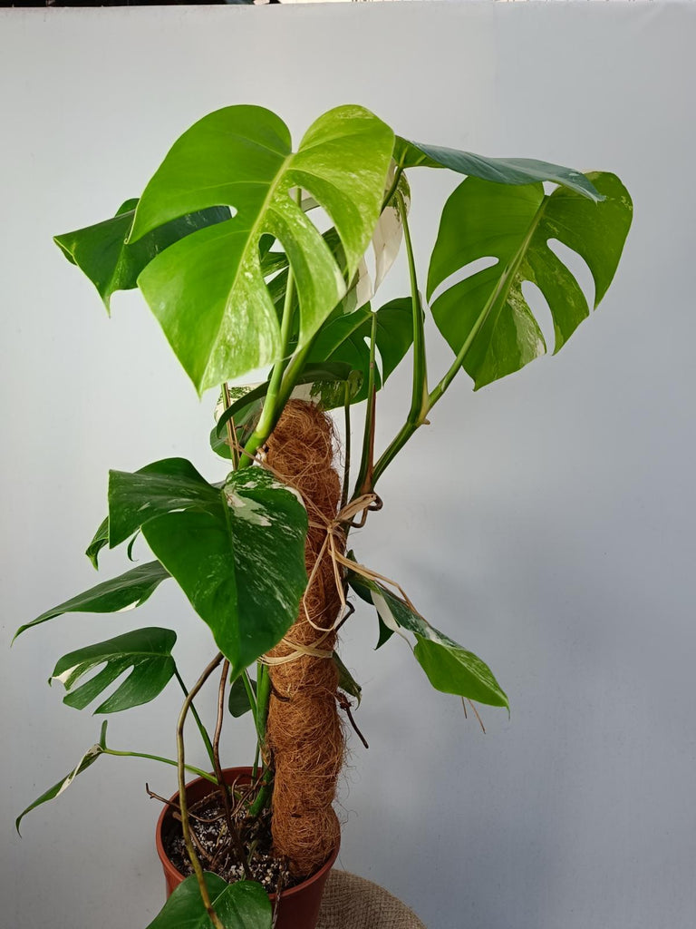 Monstera deliciosa variergated albo