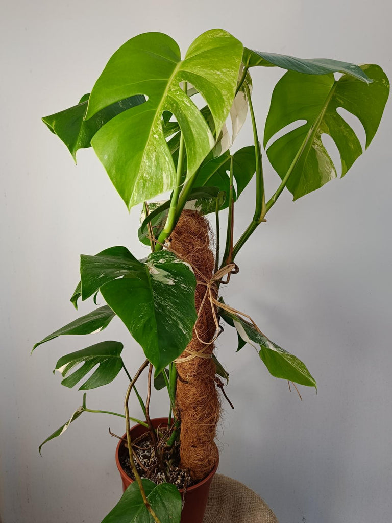 Monstera deliciosa variergated albo