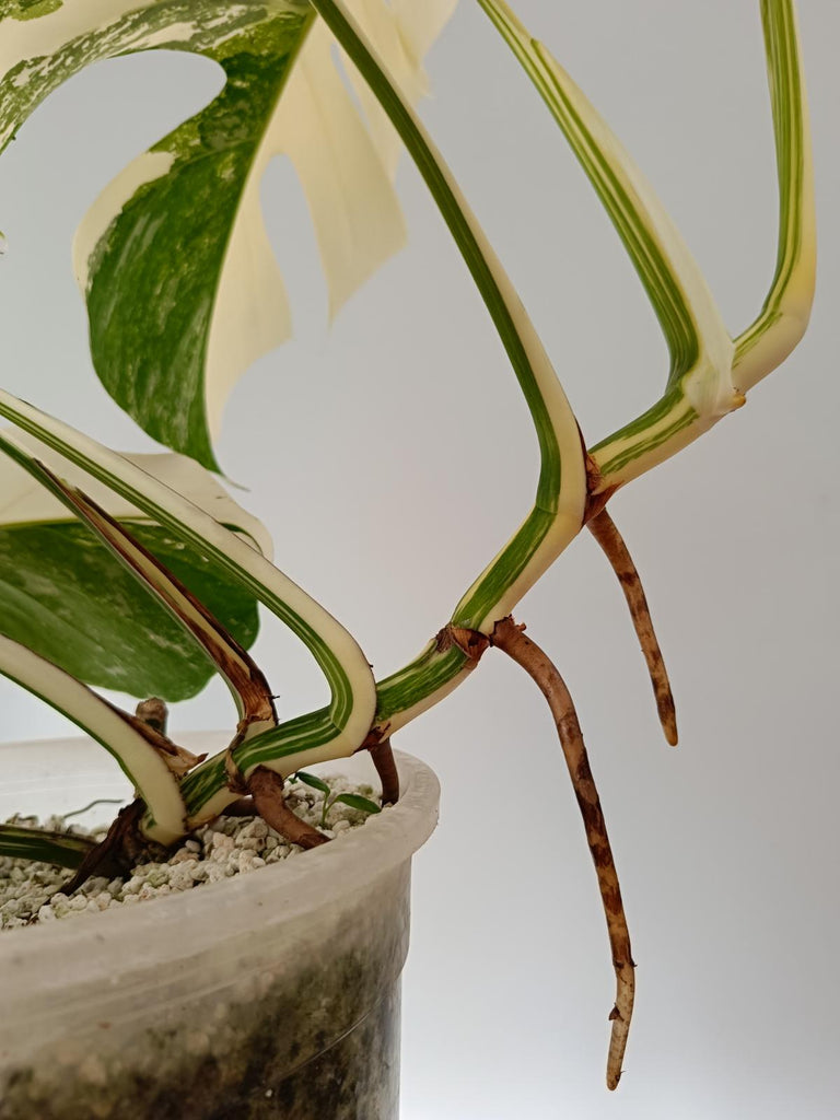 Monstera deliciosa variegata albo