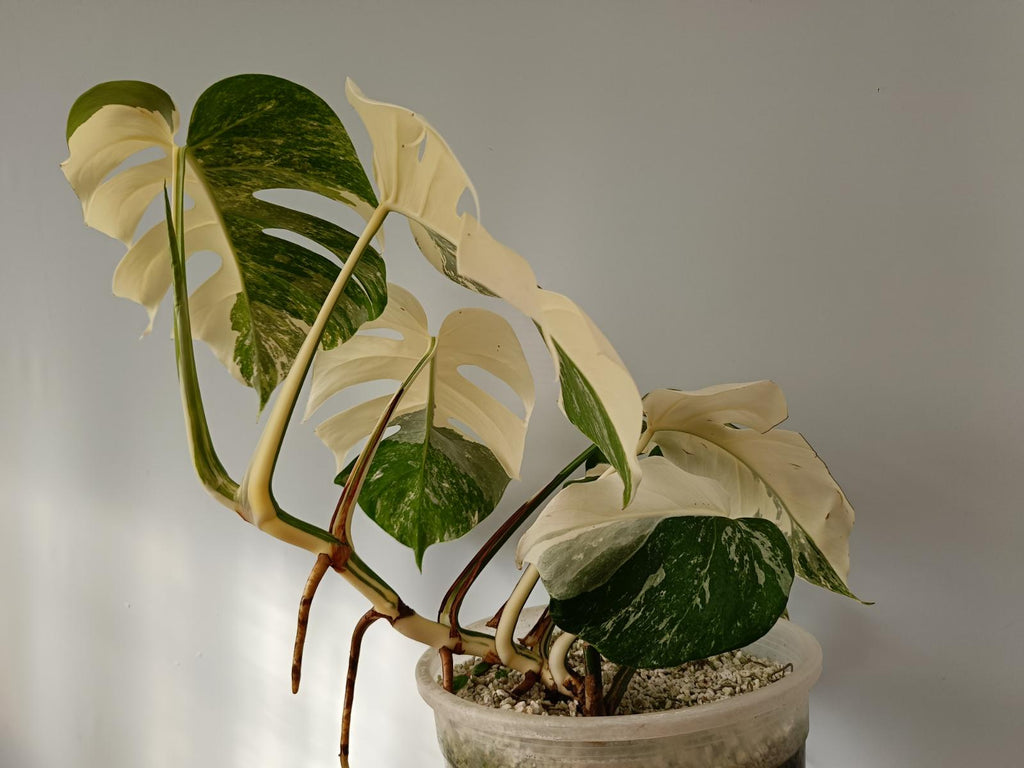 Monstera deliciosa variegata albo