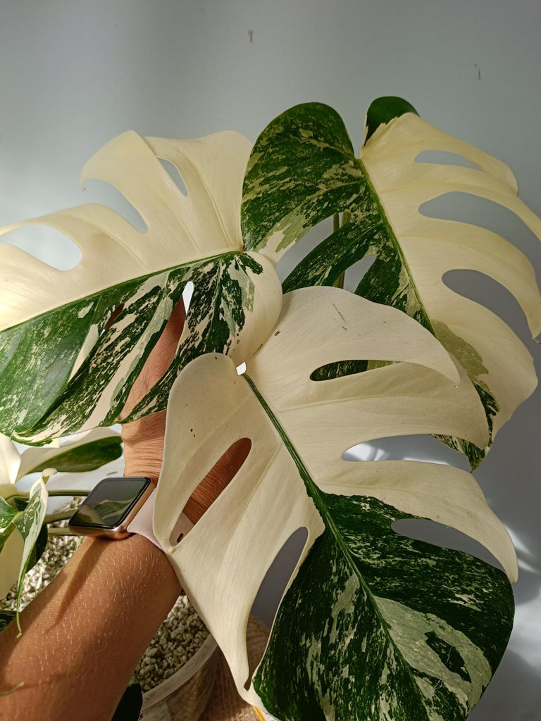 Monstera deliciosa variegata albo