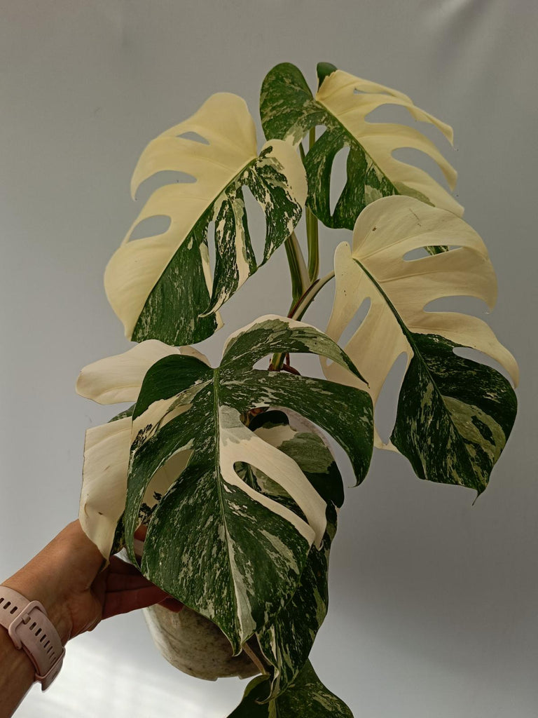 Monstera deliciosa variegata albo