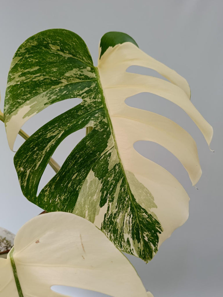 Monstera deliciosa variegata albo