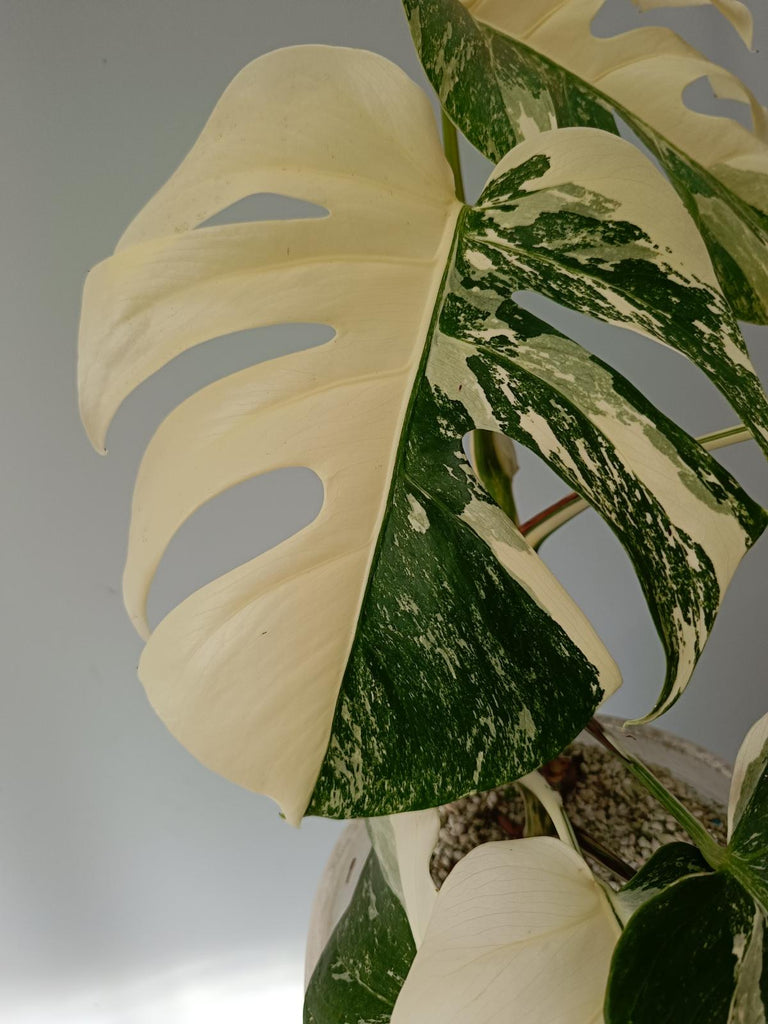 Monstera deliciosa variegata albo