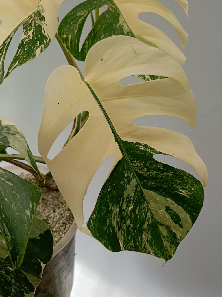 Monstera deliciosa variegata albo