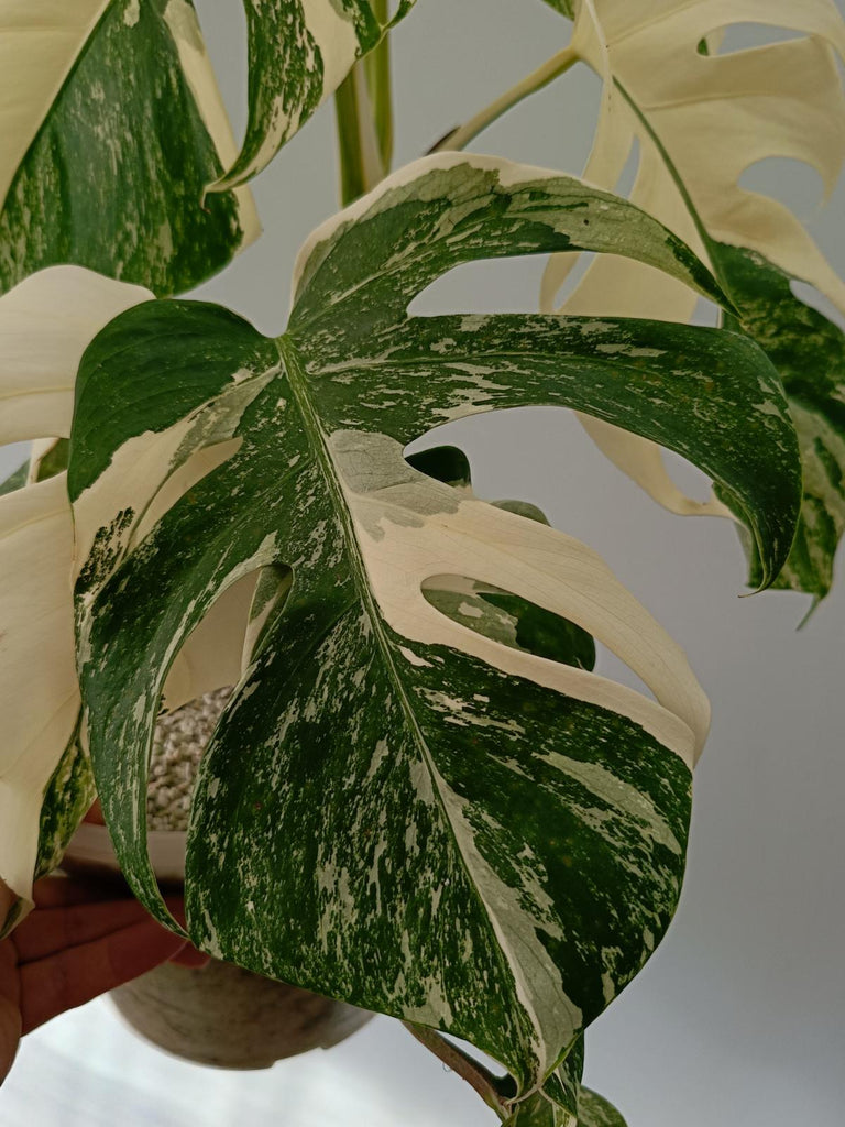 Monstera deliciosa variegata albo