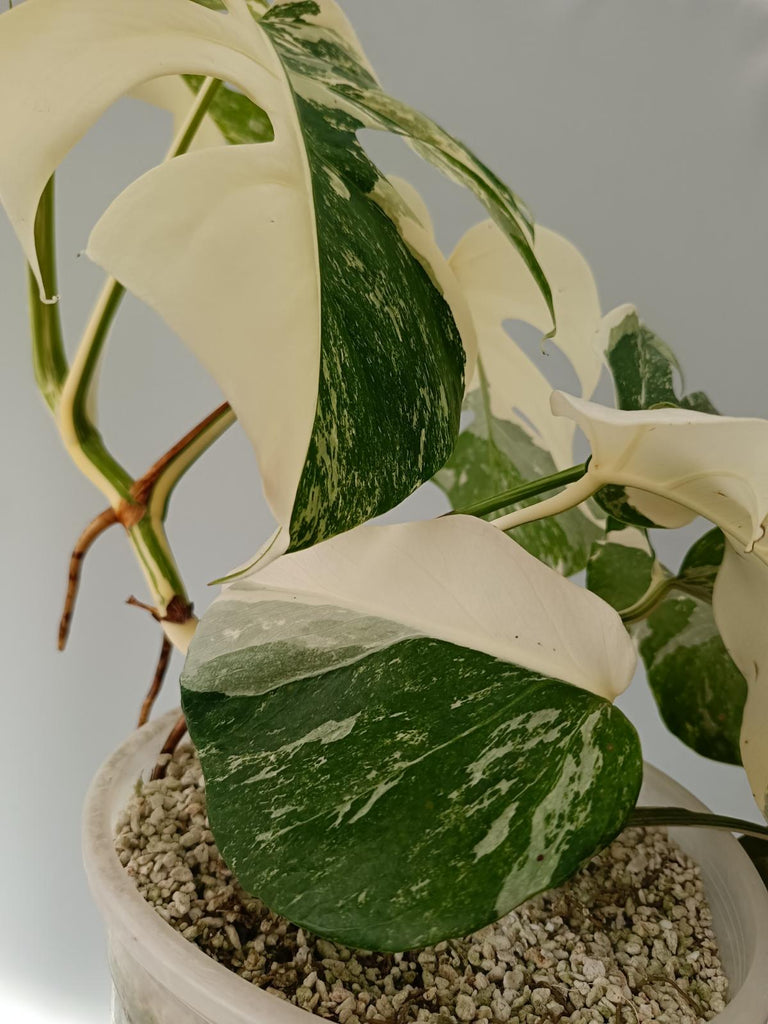 Monstera deliciosa variegata albo