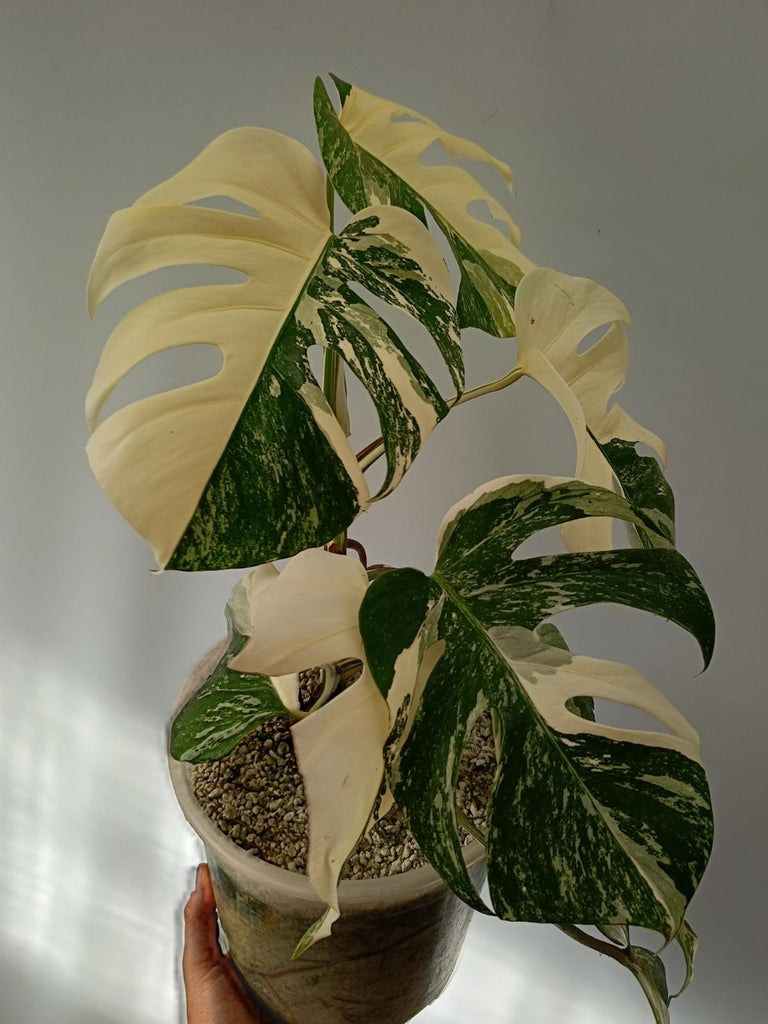 Monstera deliciosa variegata albo