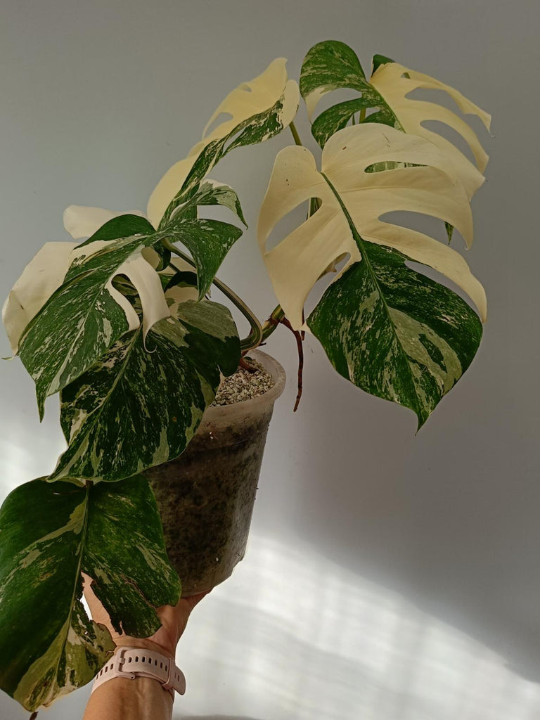 Monstera deliciosa variegata albo