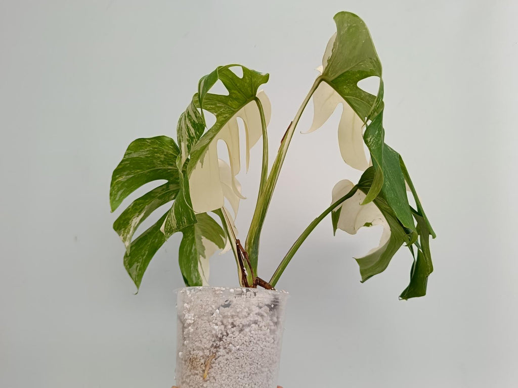 Monstera deliciosa variegata albo