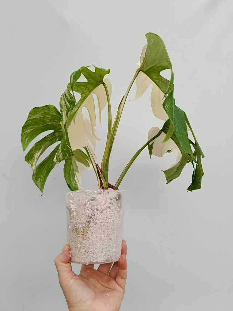 Monstera deliciosa variegata albo