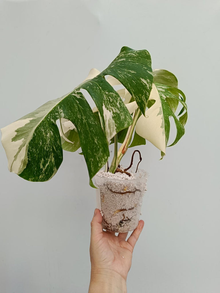 Monstera deliciosa variegata albo