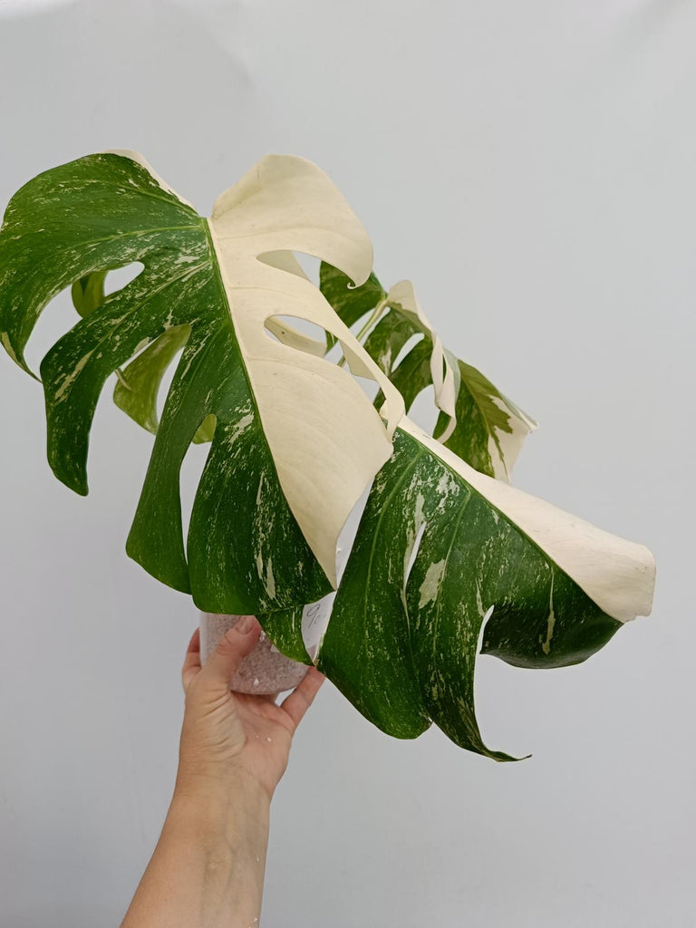 Monstera deliciosa variegata albo