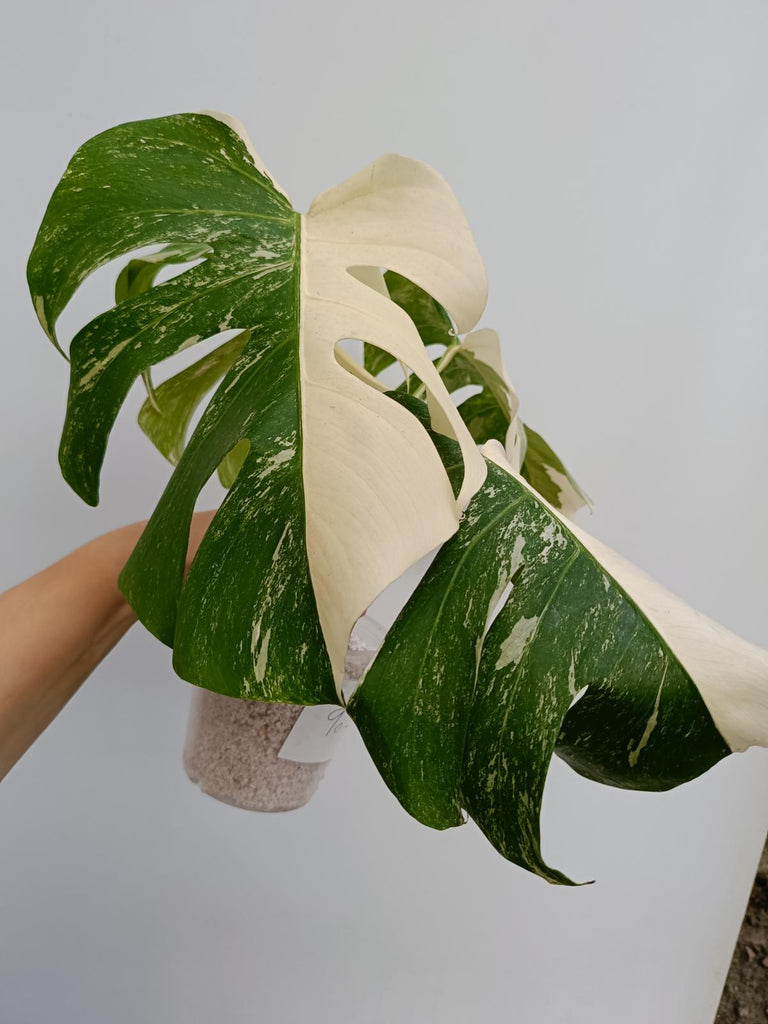 Monstera deliciosa variegata albo