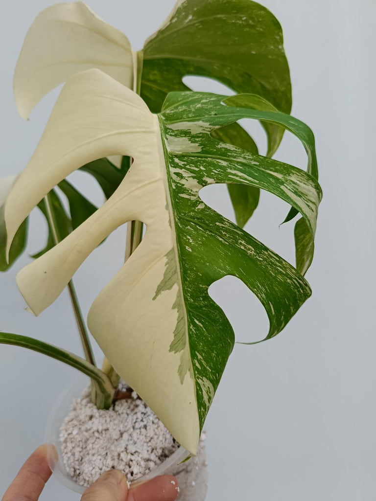 Monstera deliciosa variegata albo