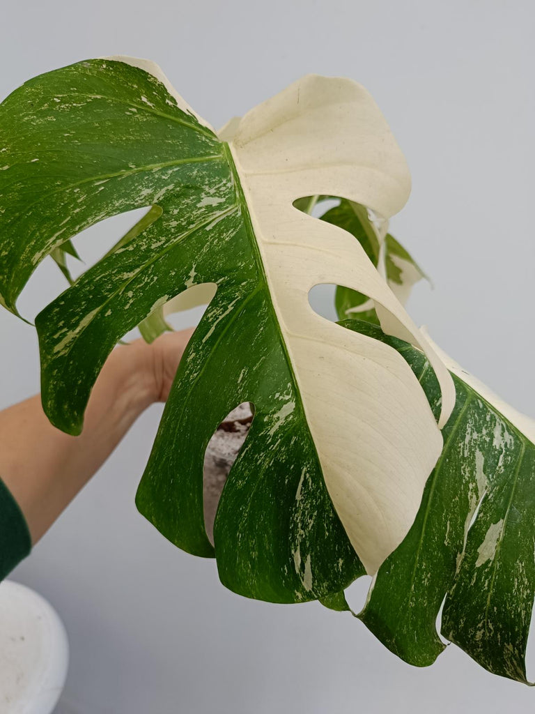 Monstera deliciosa variegata albo