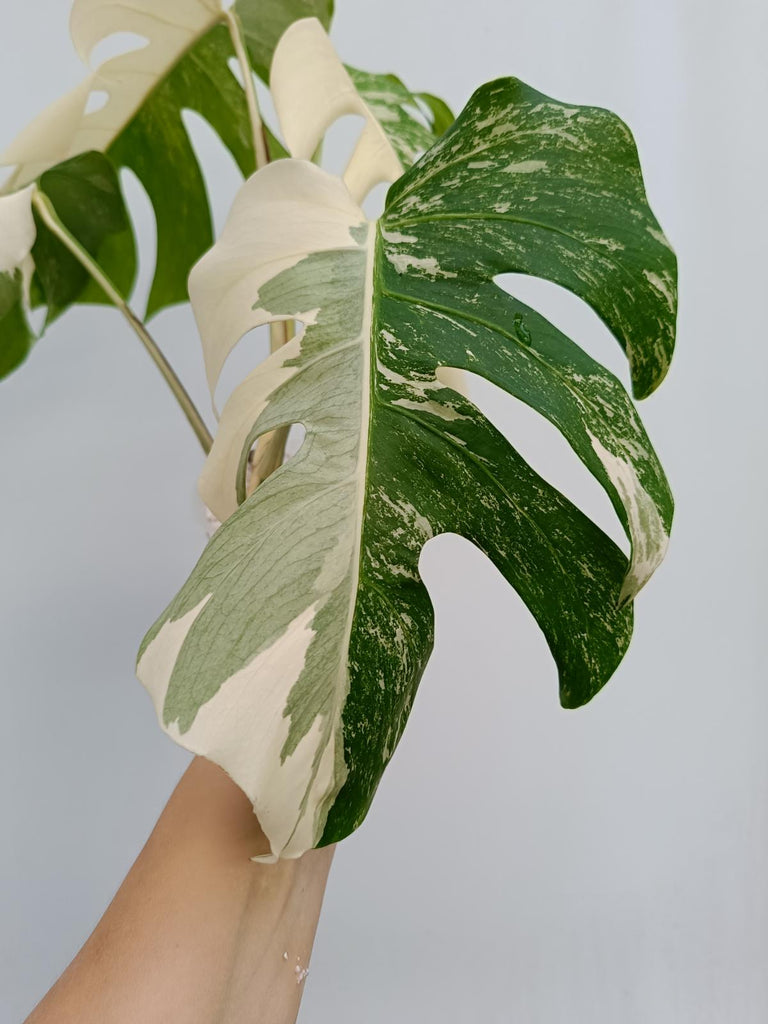 Monstera deliciosa variegata albo